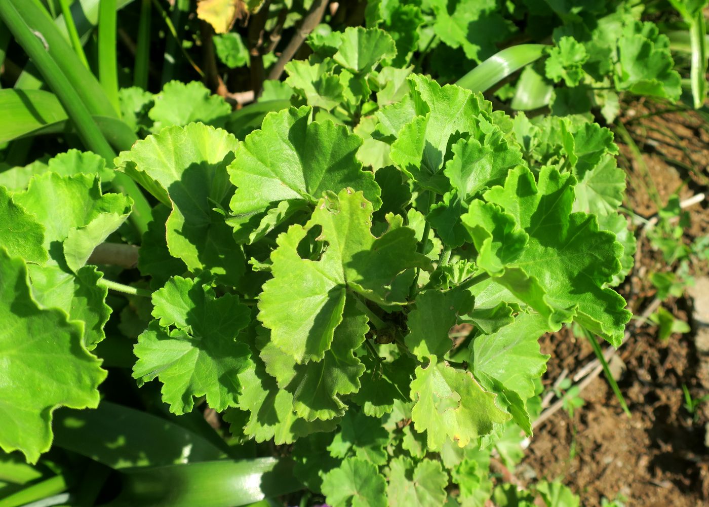 Image of Pelargonium cucullatum specimen.