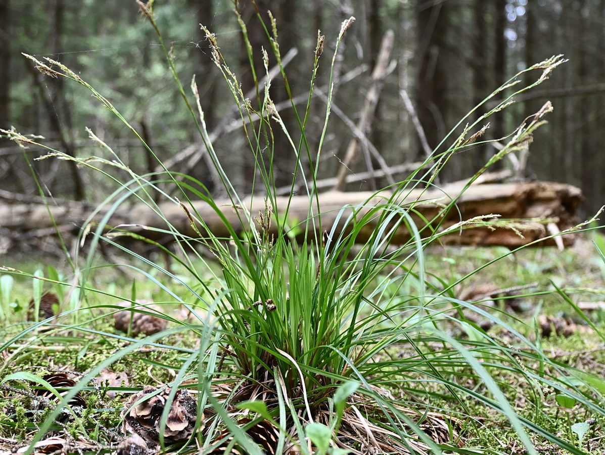 Image of genus Carex specimen.
