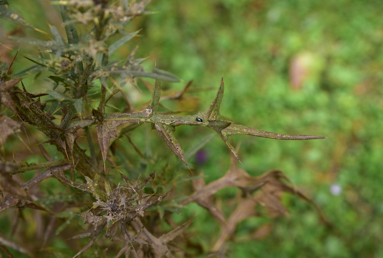 Image of genus Cirsium specimen.