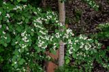 Cotoneaster multiflorus. Ветвь цветущего кустарника. Китай, пров. Ганьсу, хр. Циляньшань, дол. Матисы, ≈ 2600 м н.у.м., смешанный лес. 05.06.2025.