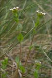 Draba muralis