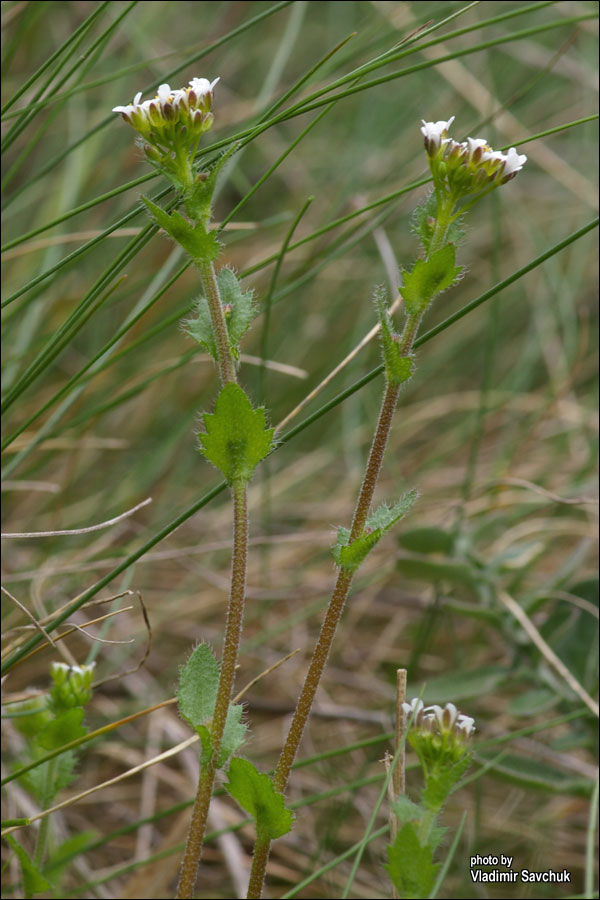 Image of Draba muralis specimen.