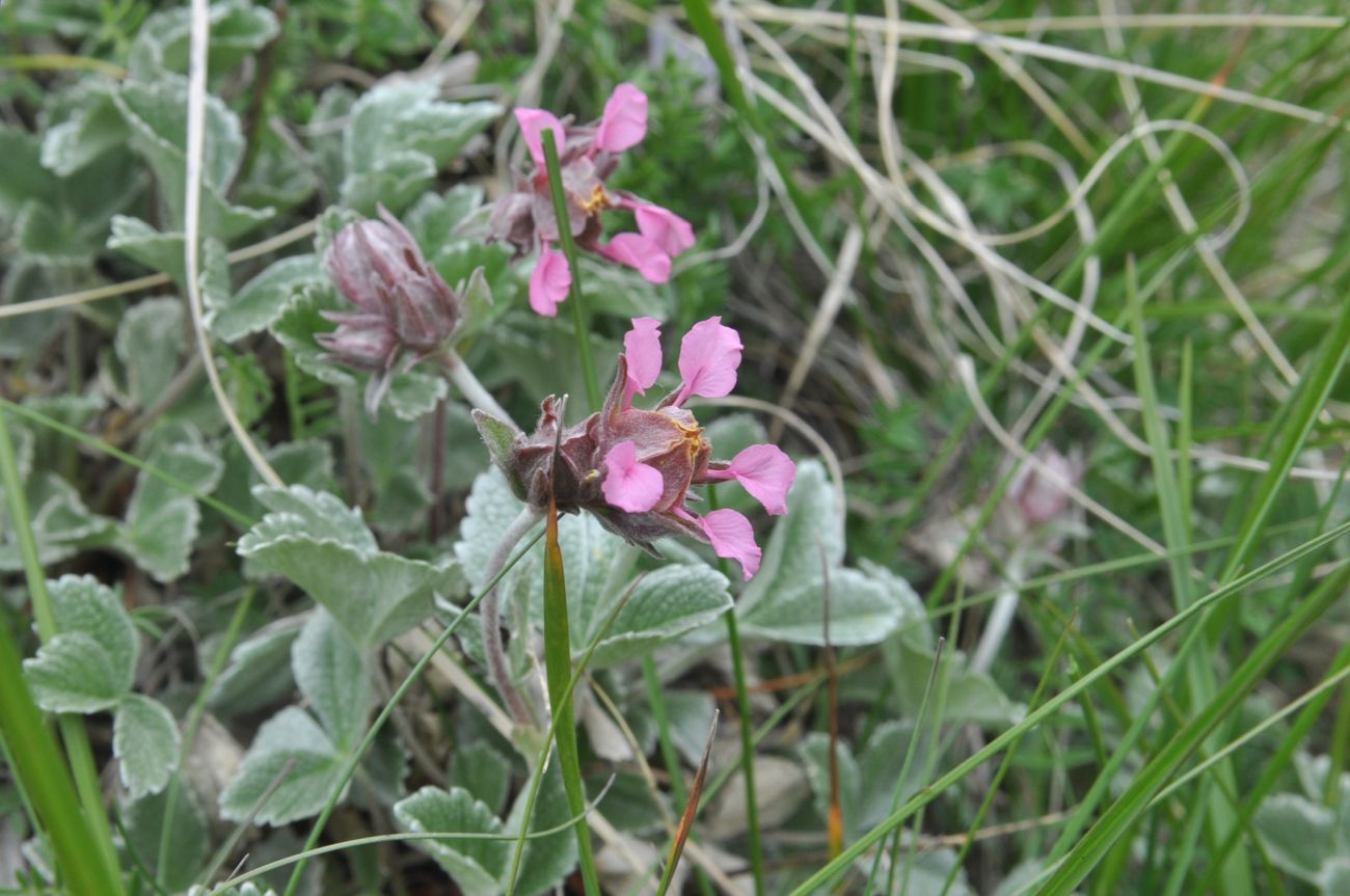 Image of Potentilla divina specimen.