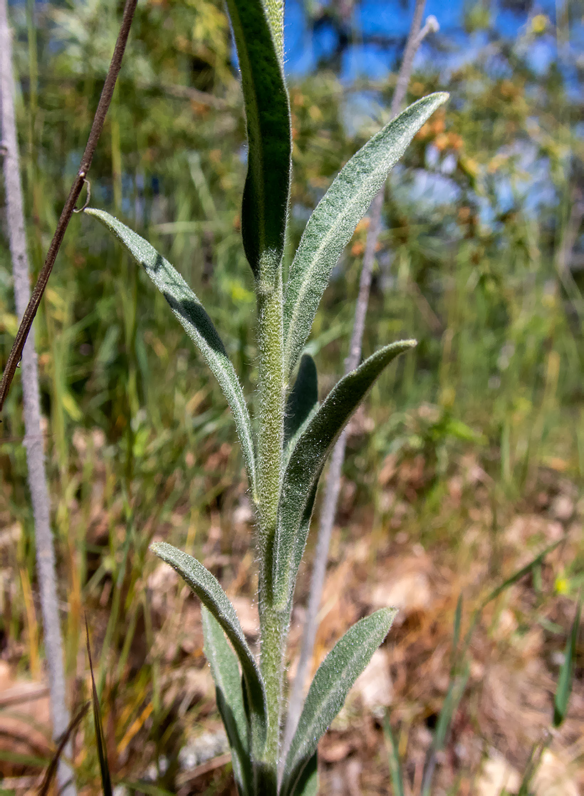 Изображение особи Fibigia clypeata.