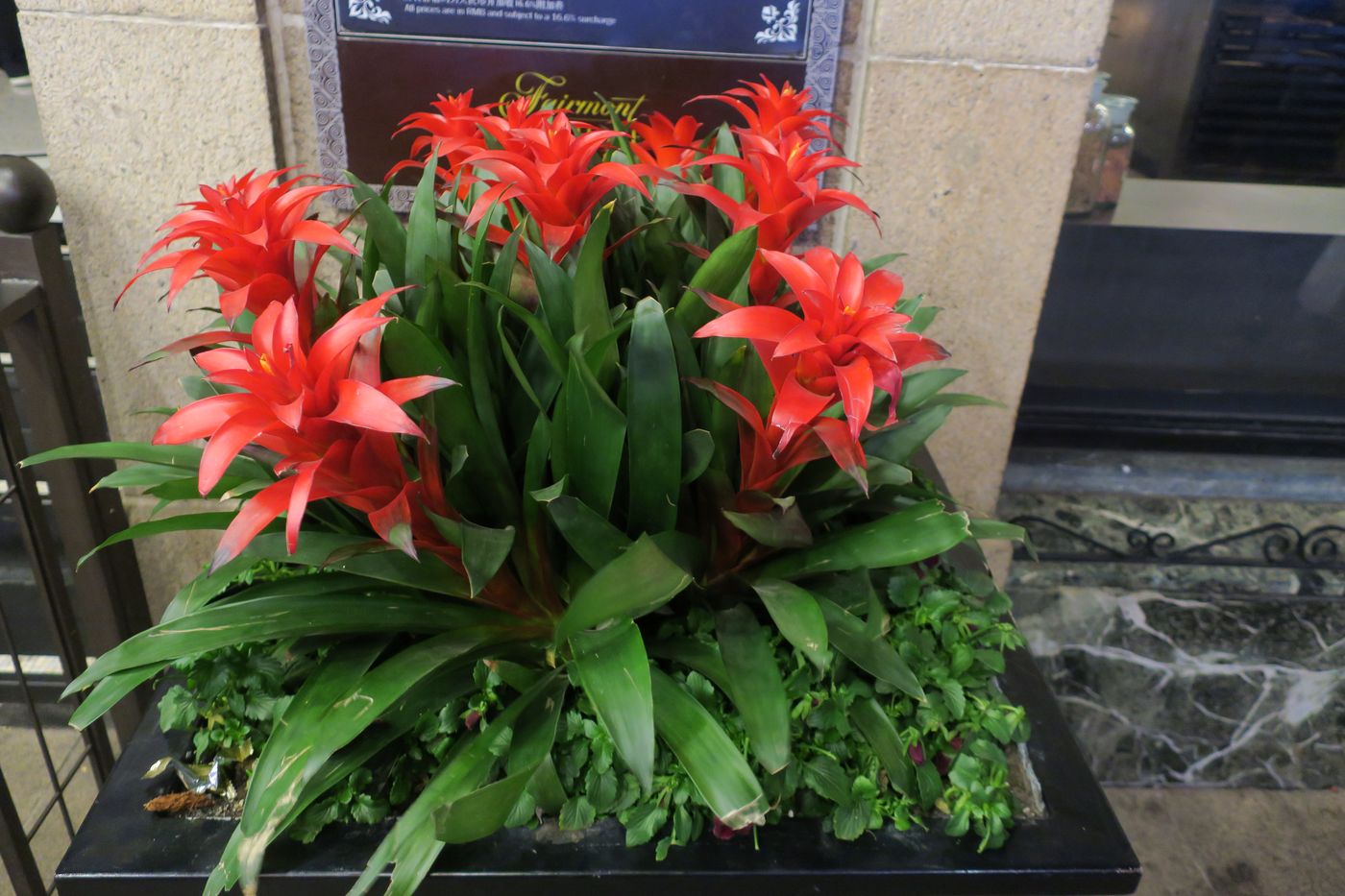 Image of Guzmania lingulata specimen.