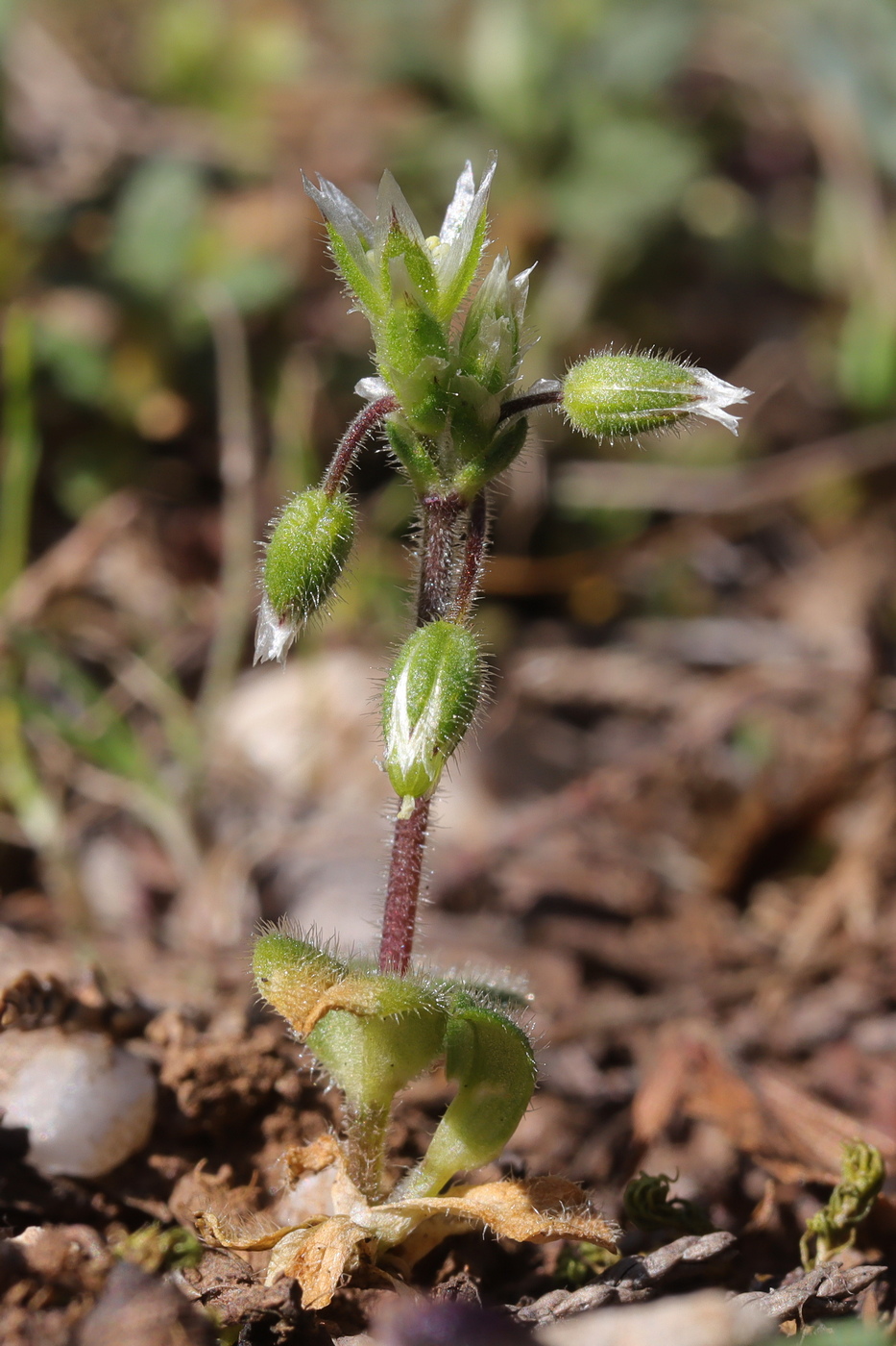 Image of Cerastium semidecandrum specimen.