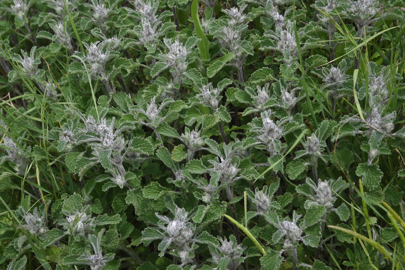 Изображение особи род Stachys.