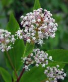 Ceanothus americanus. Верхушка побега с соцветием. Тульская обл., Венёвский р-н, в культуре. 03.07.2012.