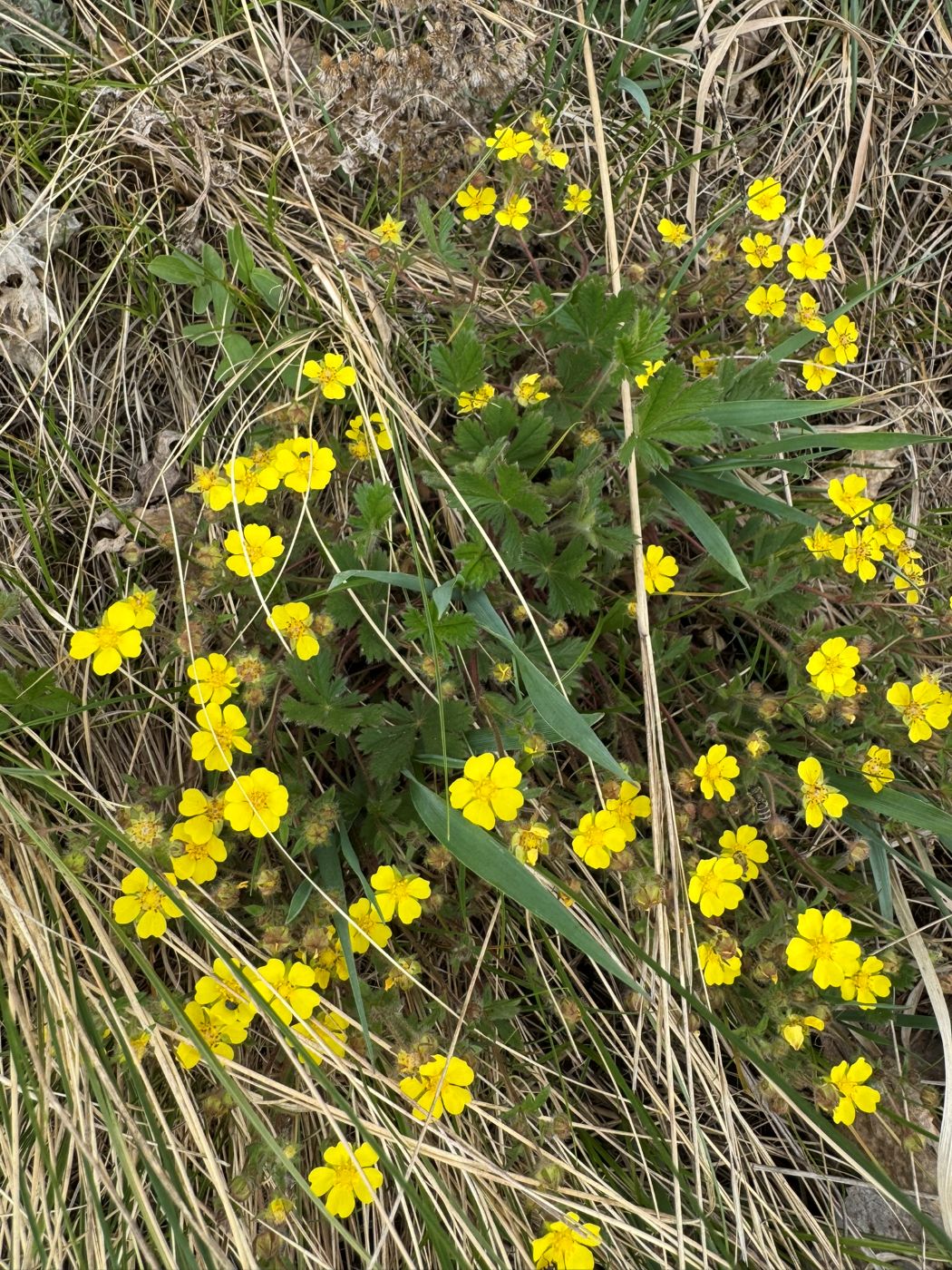 Изображение особи Potentilla humifusa.