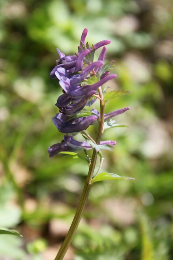 Изображение особи Corydalis subjenisseensis.