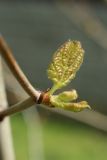 Platanus occidentalis. Лист в начале развития. Санкт-Петербург, Кировский р-н, двор жилого дома, декоративное озеленение. 19.05.2026.
