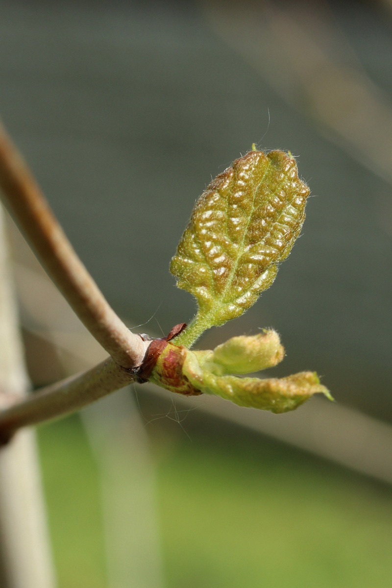 Image of Platanus occidentalis specimen.