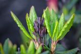 Rhododendron aureum. Верхушки побегов с молодыми листьям и сухим прошлогодним соплодием после осыпания плодов. Приморский край, Чугуевский р-н, гора Голец, 1600 м н.у.м., курумник. 12.06.2026.