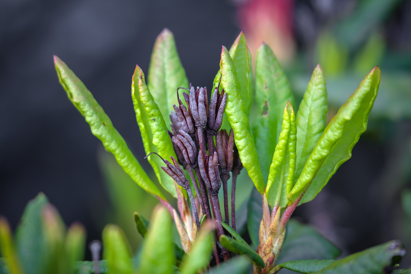 Image of Rhododendron aureum specimen.