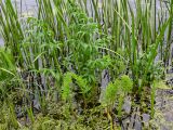 Cicuta virosa. Листья среди линейных листьев других растений (на поверхности воды ряска?). Псковская обл., г. Великие Луки, мелководье р. Ловать. 12.06.2025.