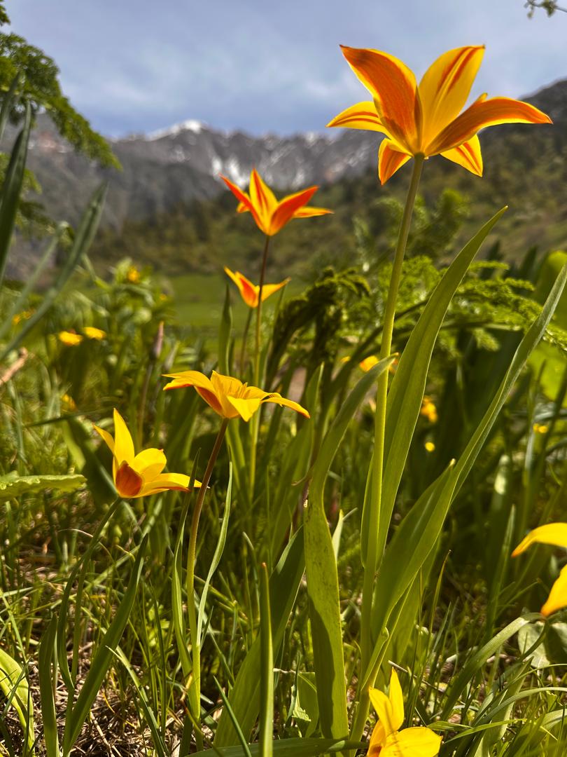Image of Tulipa anadroma specimen.