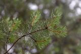 Pinus sylvestris