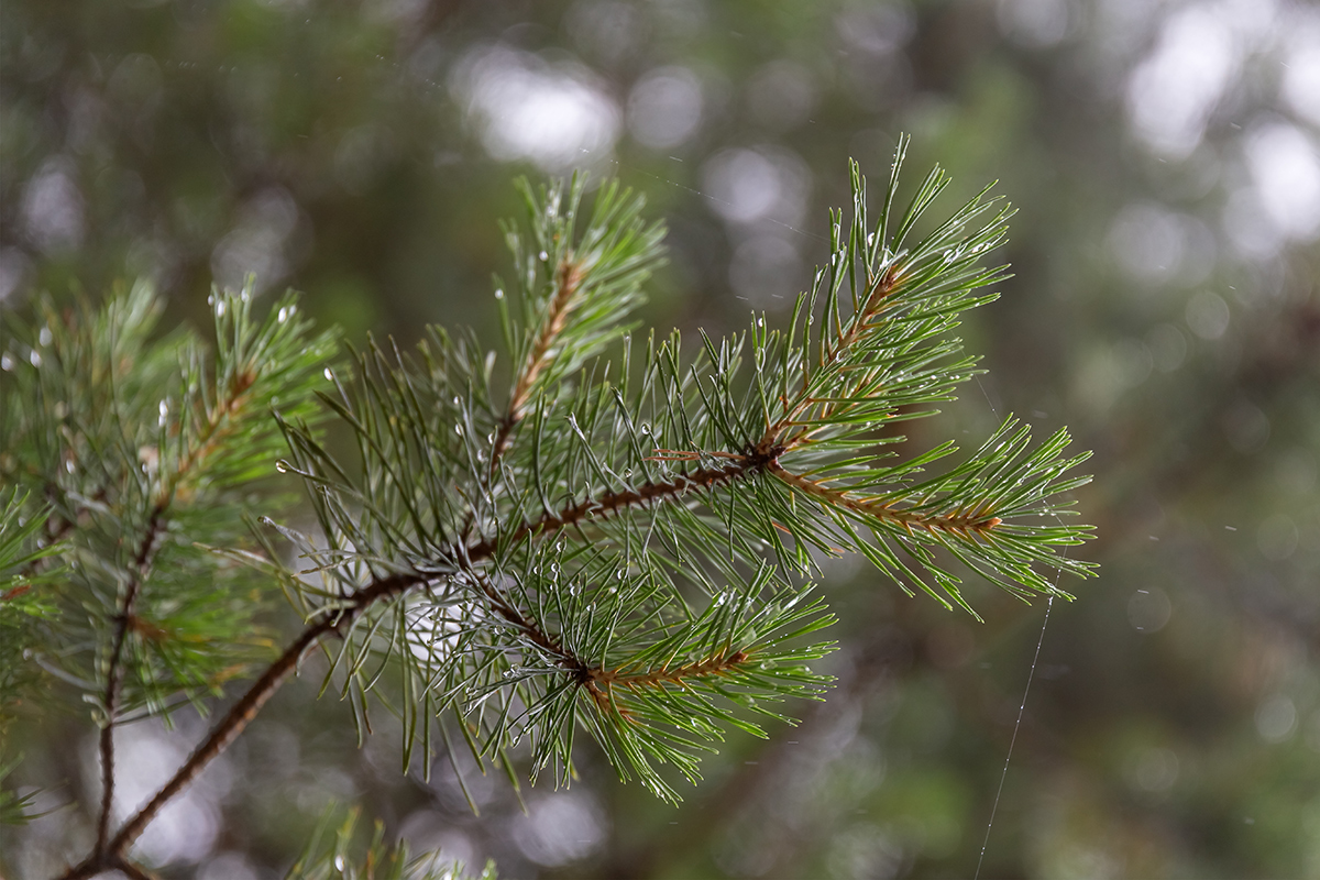 Изображение особи Pinus sylvestris.