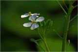 Raphanus raphanistroides. Цветок. Московская обл., Раменский р-н, окр. дер. Хрипань, садовый участок. 05.08.2026.