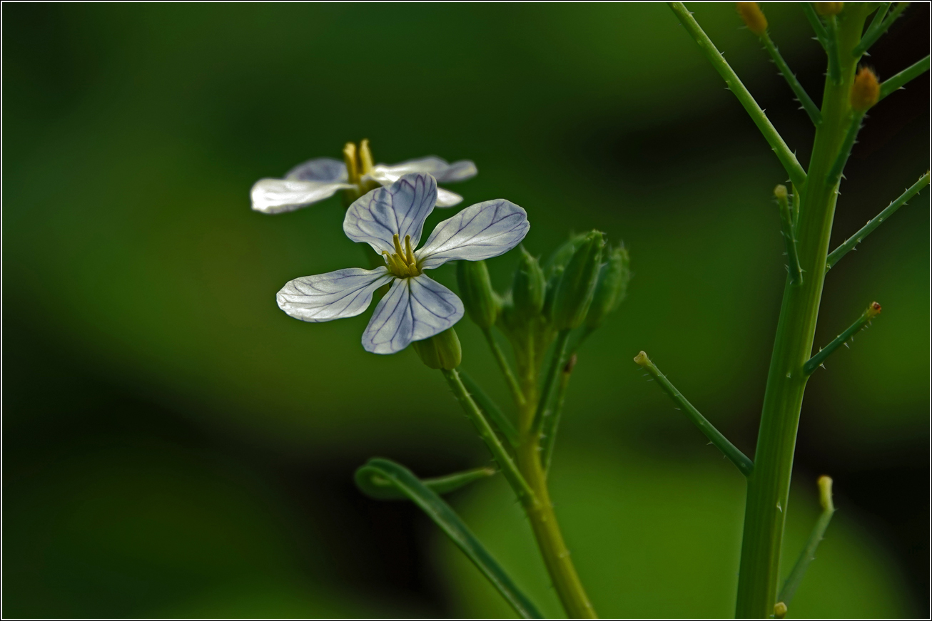 Изображение особи Raphanus raphanistroides.