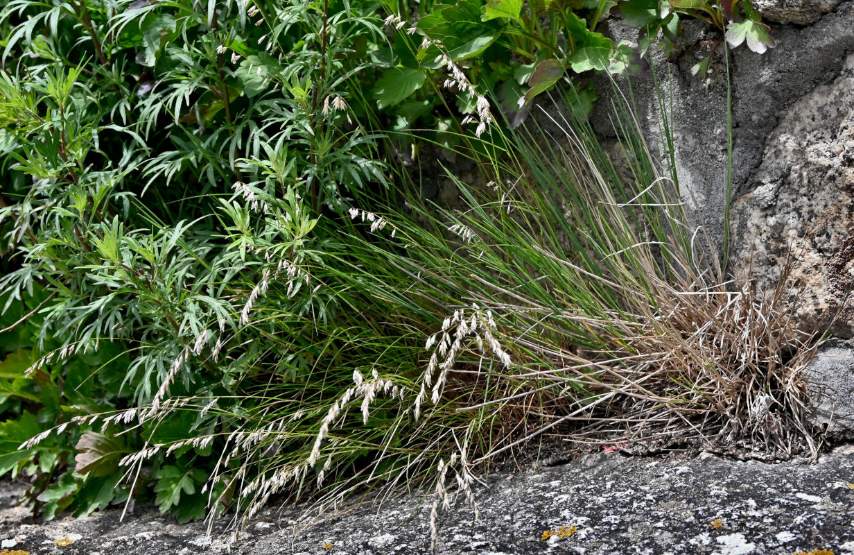 Image of Melica turczaninowiana specimen.