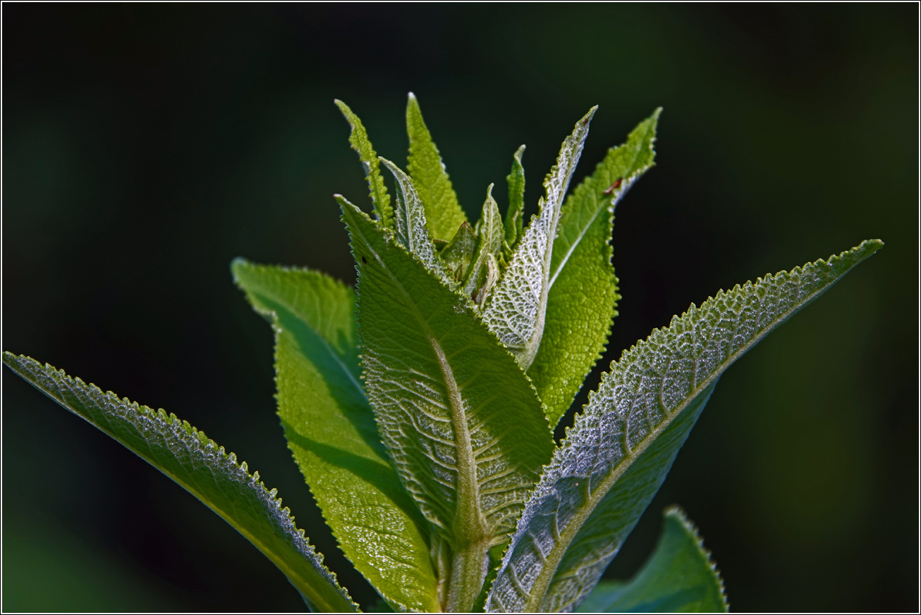 Image of Inula helenium specimen.