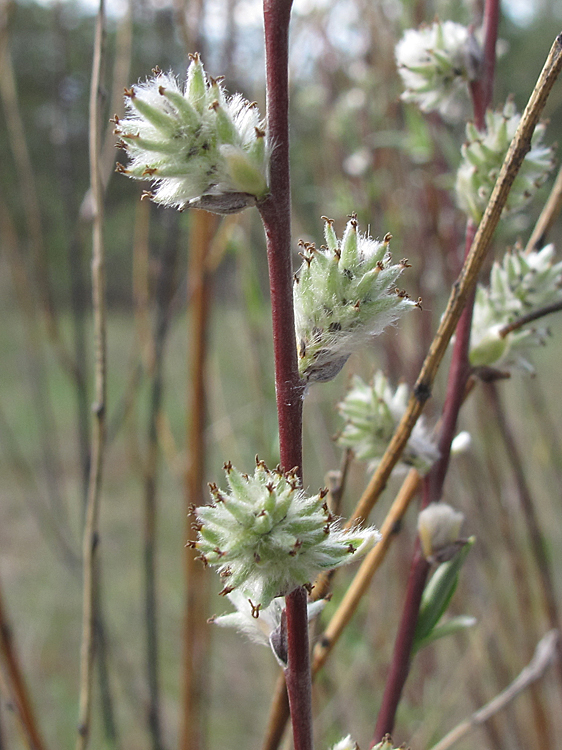 Изображение особи Salix rosmarinifolia.