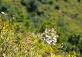 Stipa baicalensis. Плодоносящее растение. Приморский край, Спасский р-н, окр. с. Прохоры, остепнённое петрофитно-кустарниково-травяное сообщество на юго-западном склоне. 15.09.2026.
