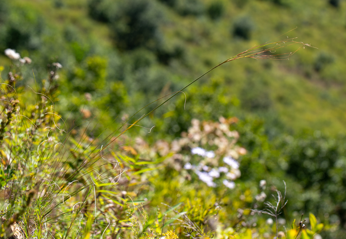 Image of Stipa baicalensis specimen.