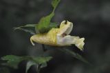 genus Impatiens. Цветок и часть погрызенного листа. Южный Китай, пров. Хунань, парк Zhangjiajie National Forest Park, лес. 5 октября 2017 г.
