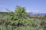 род Larix