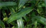 Leucanthemum maximum. Лист. Московская обл., Раменский р-н, окр. дер. Хрипань, садовый участок. 14.07.2026.