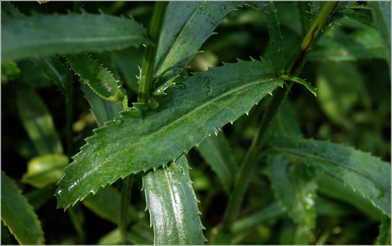 Image of Leucanthemum maximum specimen.