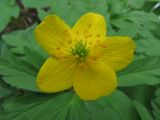 Anemone ranunculoides