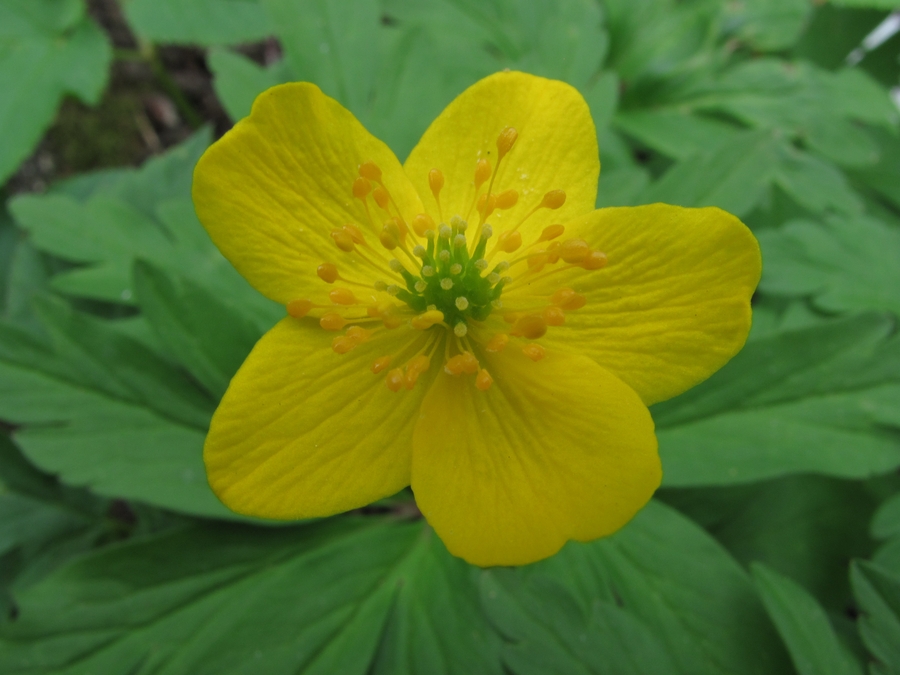 Изображение особи Anemone ranunculoides.