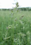 Poa angustifolia