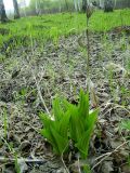 Cypripedium macranthos