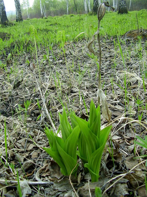 Image of Cypripedium macranthos specimen.