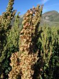 Rumex confertus. Соплодие. ЮВ Крым, окр. пос. Коктебель, хр. Кучук-Янышар. 8 июня 2011 г.