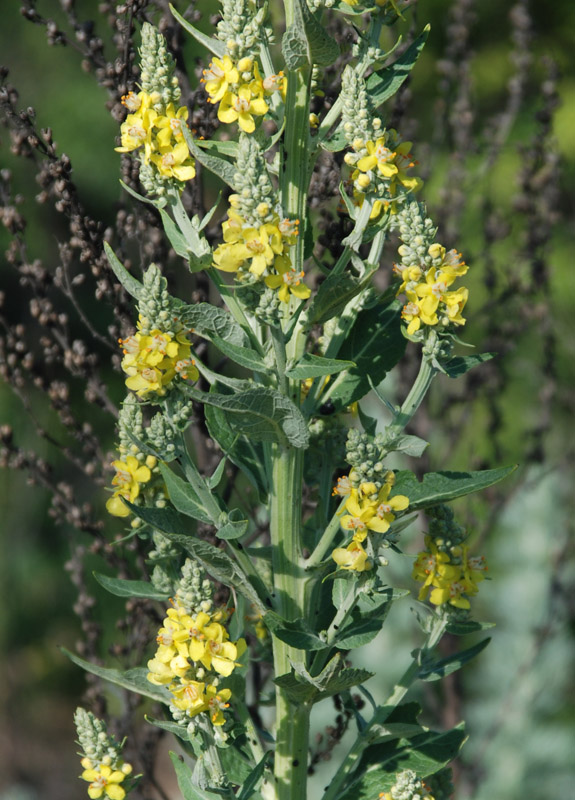 Изображение особи Verbascum lychnitis.