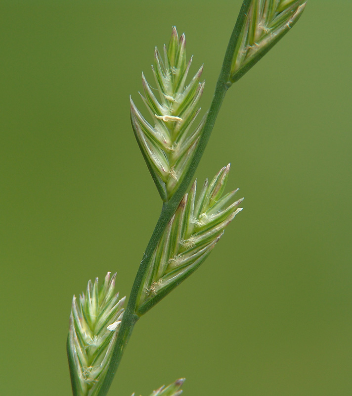 Image of Lolium perenne specimen.