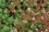 Sedum подвид bithynicum