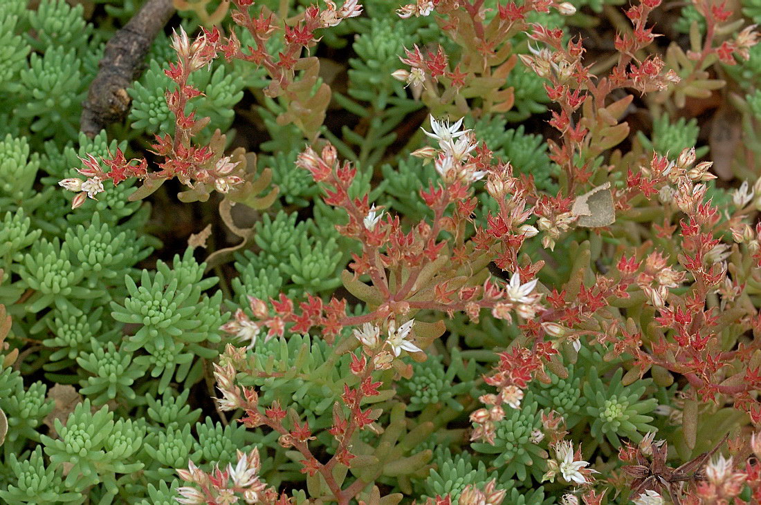 Image of Sedum pallidum ssp. bithynicum specimen.