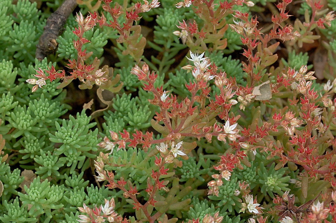 Изображение особи Sedum pallidum ssp. bithynicum.