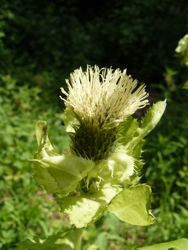 Image of Cirsium oleraceum specimen.