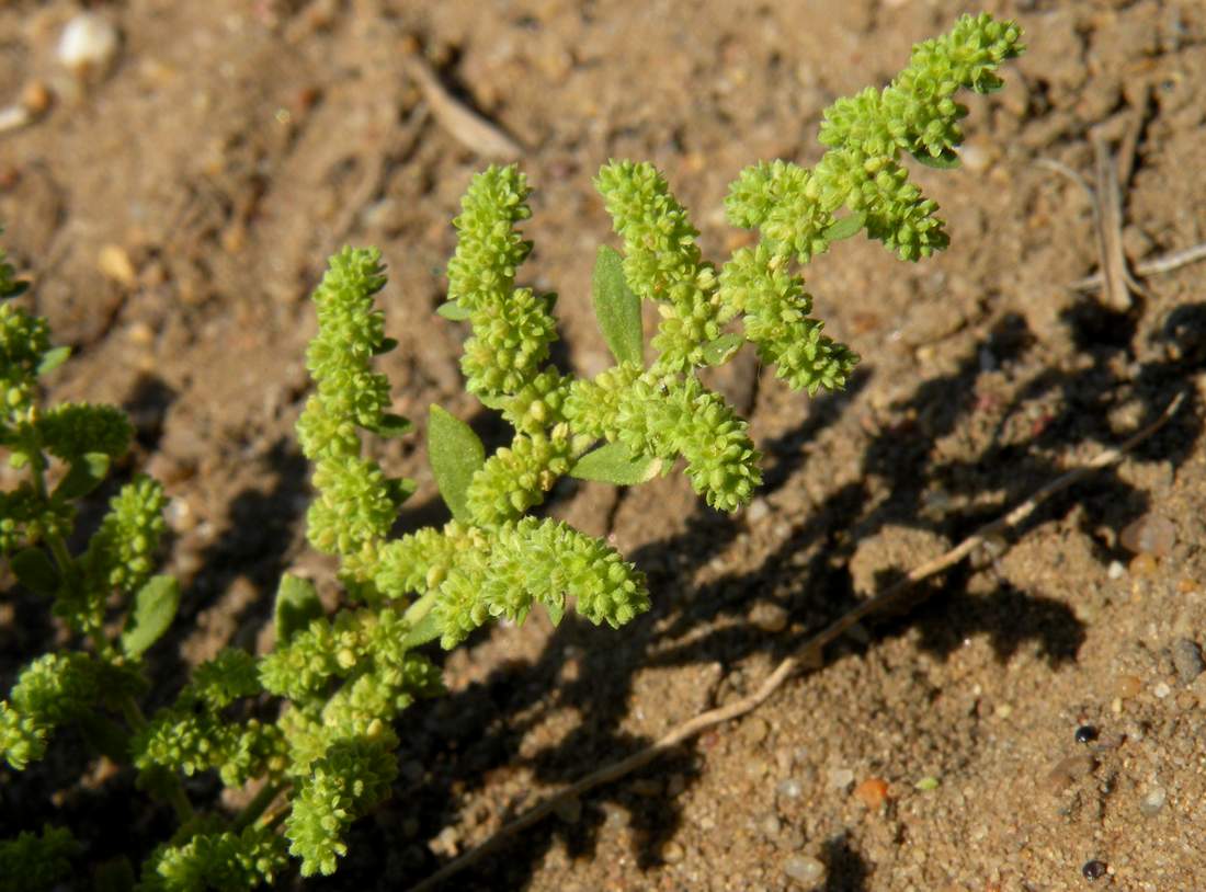 Изображение особи Herniaria polygama.