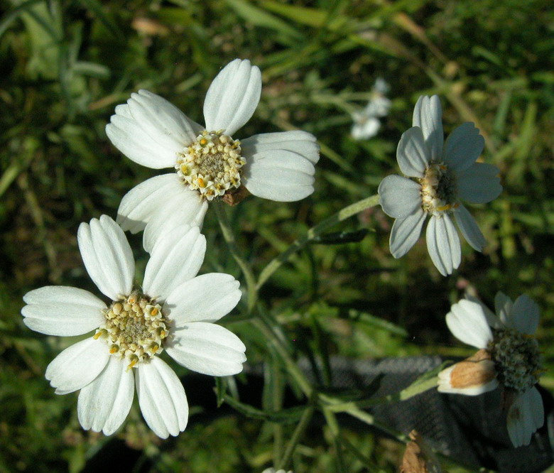 Изображение особи Achillea ptarmica.