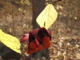 Euonymus maximowiczianus. Вскрывшиеся плоды. Владивосток, Академгородок. 15 октября 2011 г.