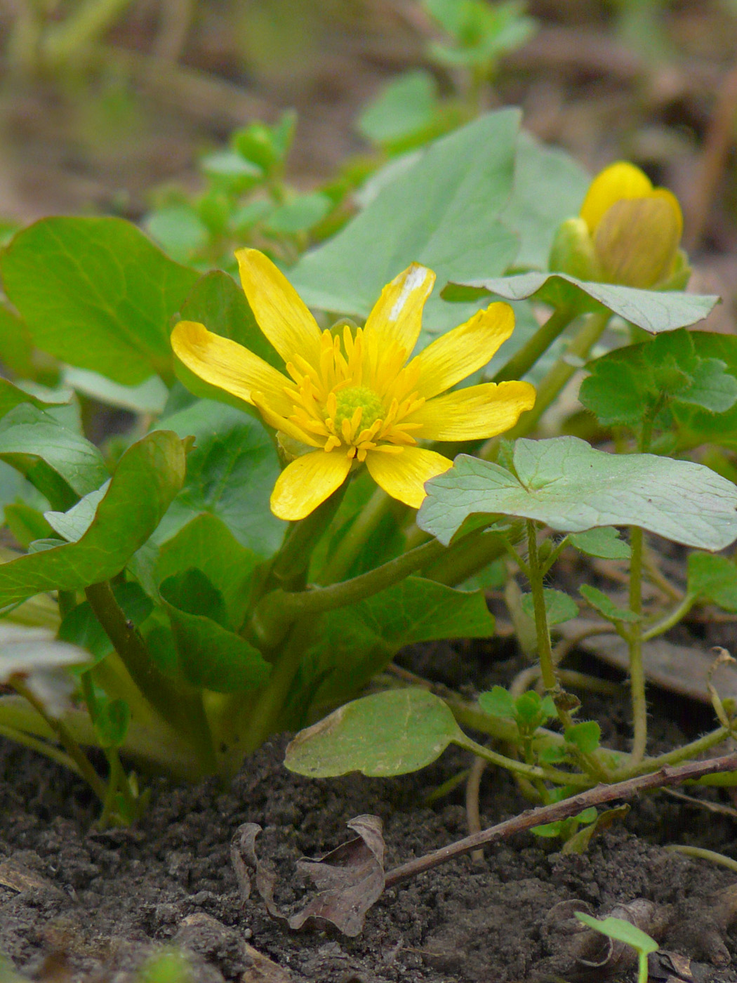 Image of Ficaria verna specimen.