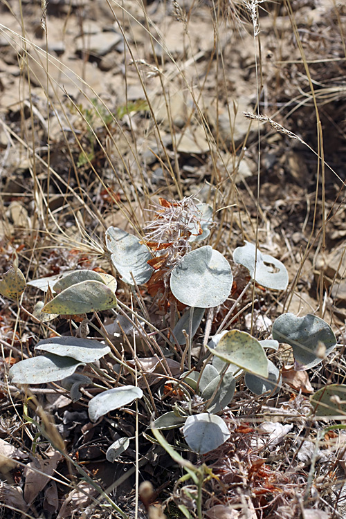 Image of Hedysarum plumosum specimen.